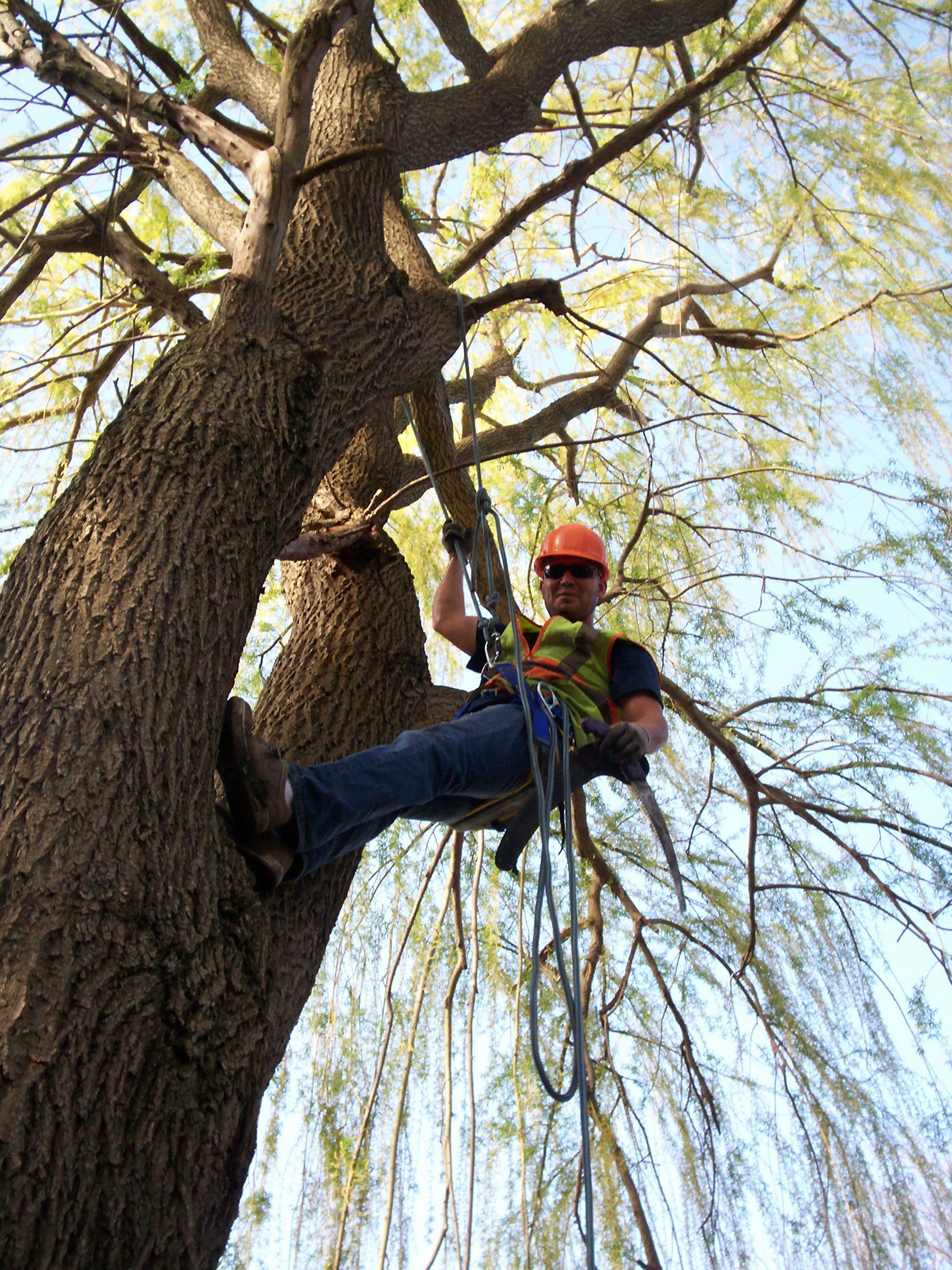 Tree Climber