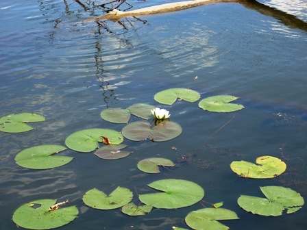 Lily Pads on Water