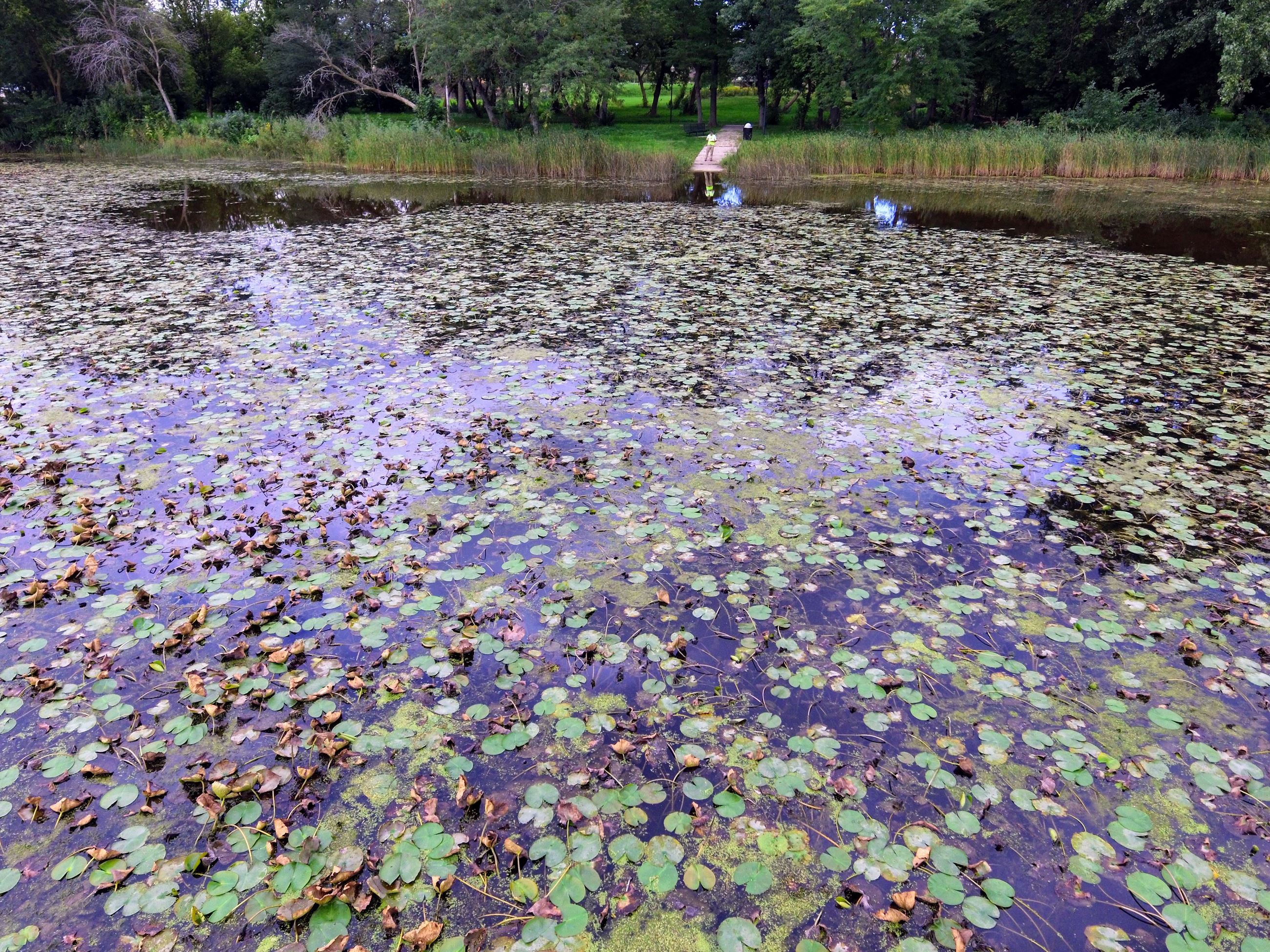 lake charles overgrown with plants